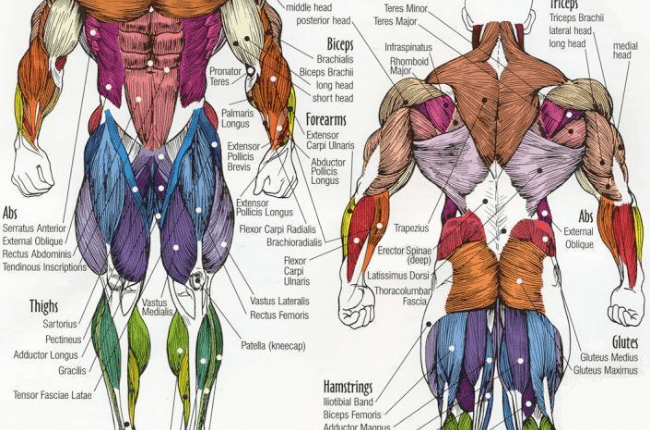 جدول تمارين كمال الاجسام للمبتدئين مع بعض التعليمات المهمة