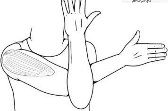 تمارين رياضية احماء وافضل 5 تمارين سريعة