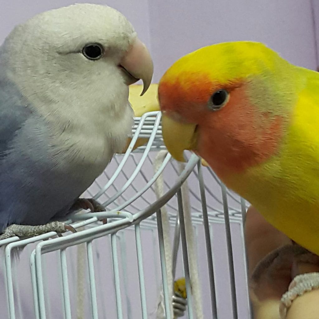 متجر حيوانات (saifpets): أفضل مكان لشراء احتياجات حيوانك الأليف