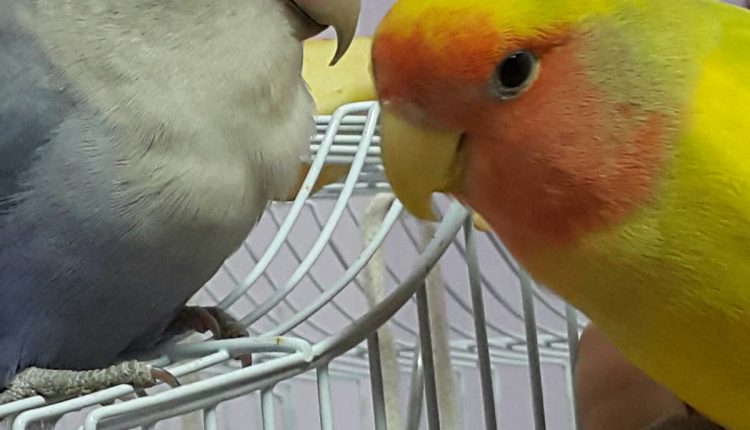 تسوق مستلزمات الحيوانات اون لاين ( saifpets)