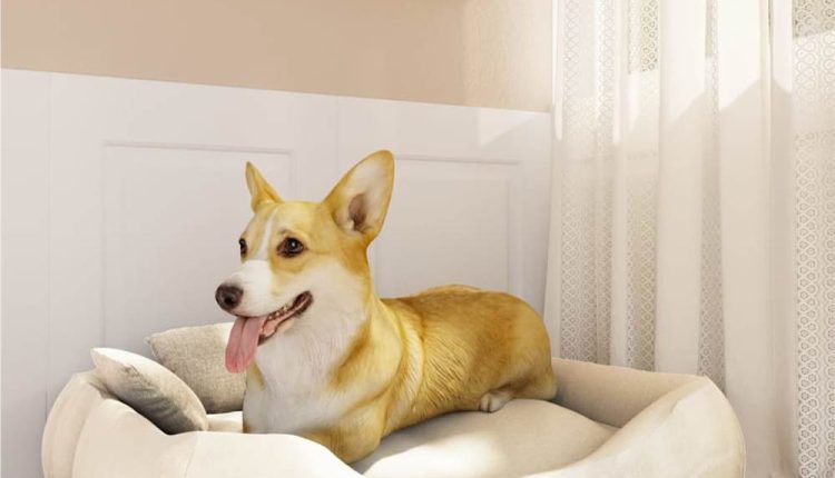 تسوق مستلزمات الحيوانات اون لاين (saifpets)