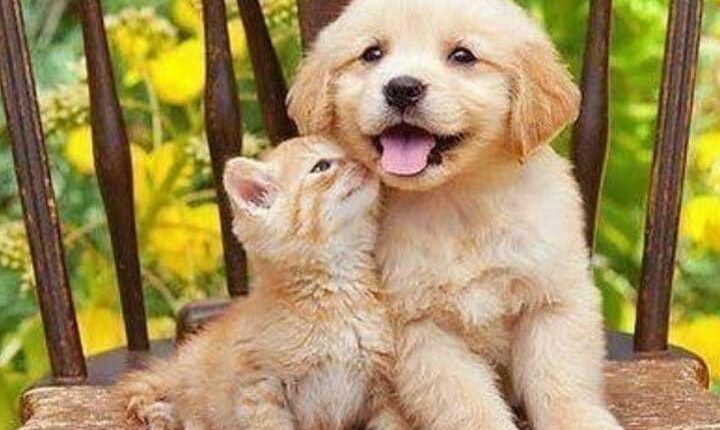 متجر مستلزمات حيوانات