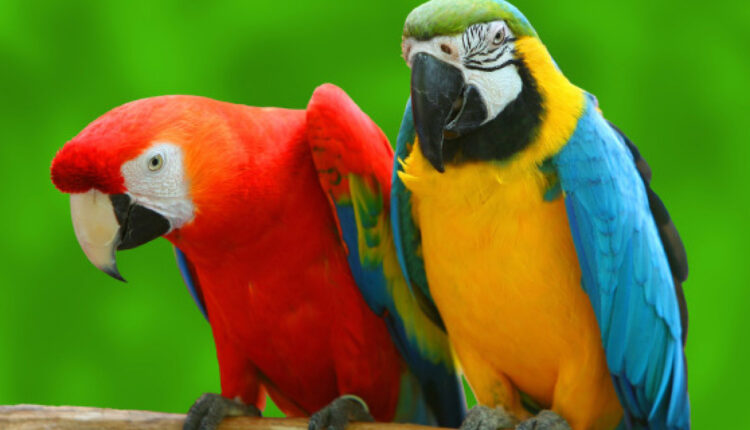 منتجات الحيوانات الاليفة