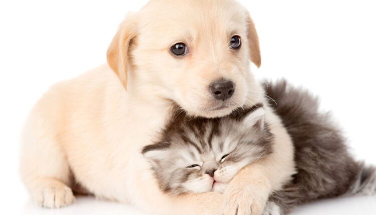 تسوق مستلزمات الحيوانات اون لاين